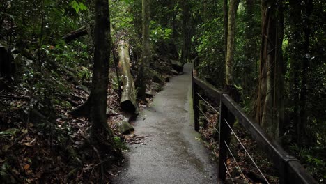 sendero para caminar en el puente natural, parque nacional springbrook, interior de la costa dorada, australia