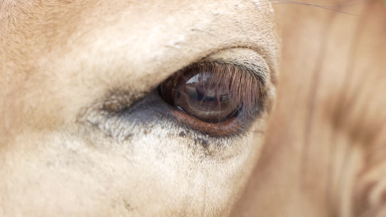 힌두교도 들 은 소 를 신 으로 배 한다