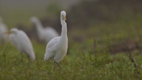 Flock-of-birds-in-Morning