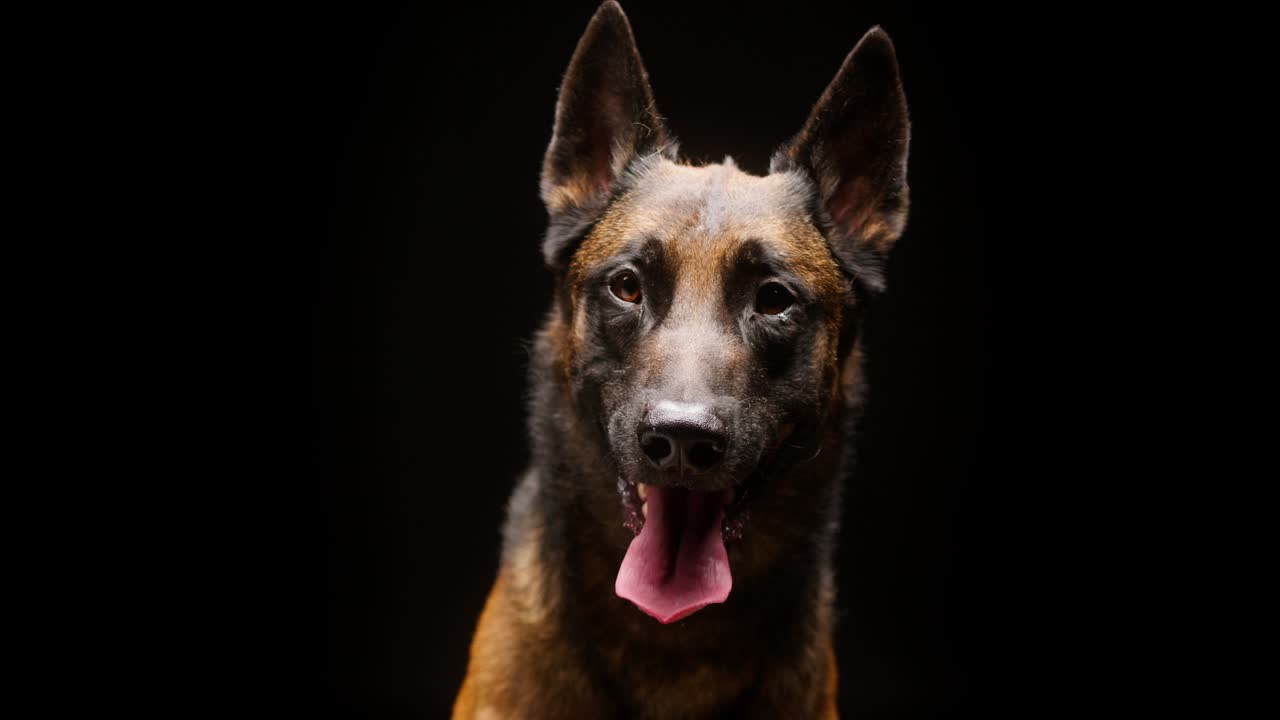 Portrait of malinois bard dog on black background. Belgian shepherd dog looking in camera. Close-up of puppy breathing with tongue hanging out. Shooting domestic animal sitting in studio