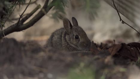 portrait of a young bunny rabbit sitting under a tree, adorable wild animal in backyard environment