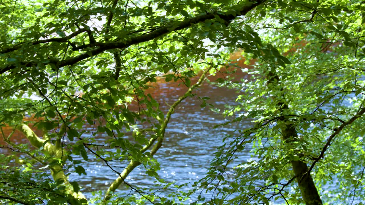 Green branches sway gently above a clear stream, dappled sunlight, tranquil natural setting, static camera