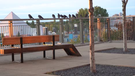 Palomas-Que-Vuelan-Bajo-Una-Gran-Vista