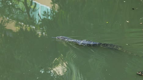 alligator glides through water with minor ripples