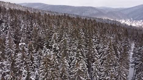 Antena-De-Drones-De-Naturaleza-Sobre-Pinos-Helados-En-La-Montaña