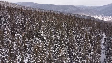 Nature Drone Aerial Over Icy Pine Trees At Mountain