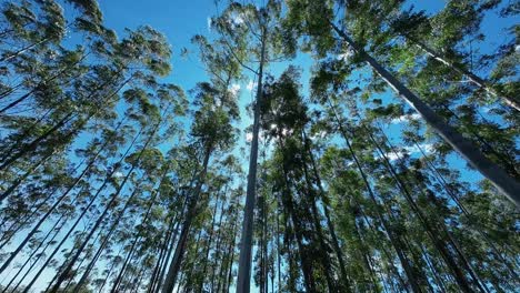 eucalyptus field at mococa in sao paulo brazil