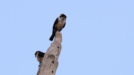 黑腿鷹 (black-thighed falconet) 是亞洲一些國家森林中最小的捕食鳥之一