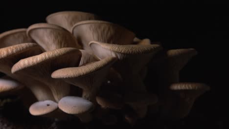 right to left tracking shot close up of a big group of rose homegrown mushroom