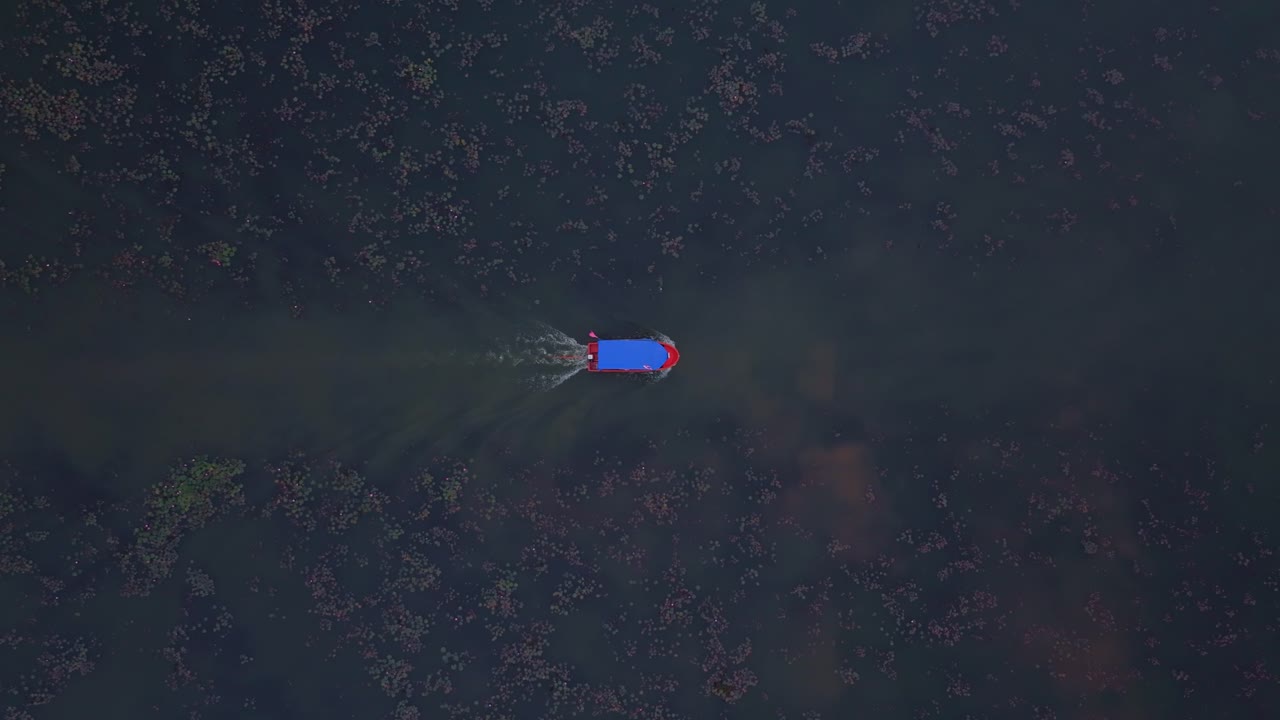 Wooden boat glides through blooming lotus at sunrise Thailand