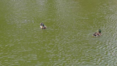 Two-Mallard-Ducks-Cleaning-Themselves