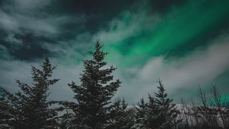 beautiful movement of aurora borealis over trees in south iceland - timelapse