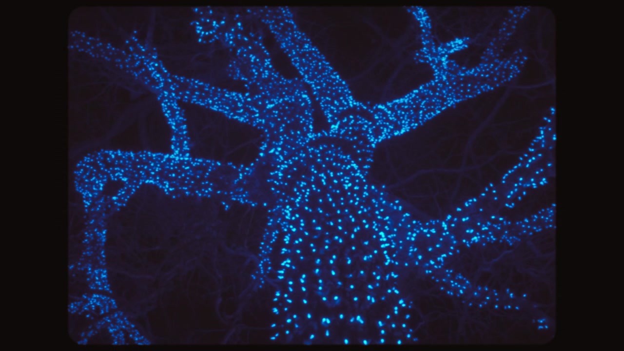 Luci a ghirlanda blu che coprono un grande albero all'esterno. Decorazioni luminose natalizie.