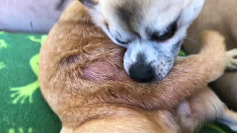 closeup of little dog with dermatitis chewing himself raw