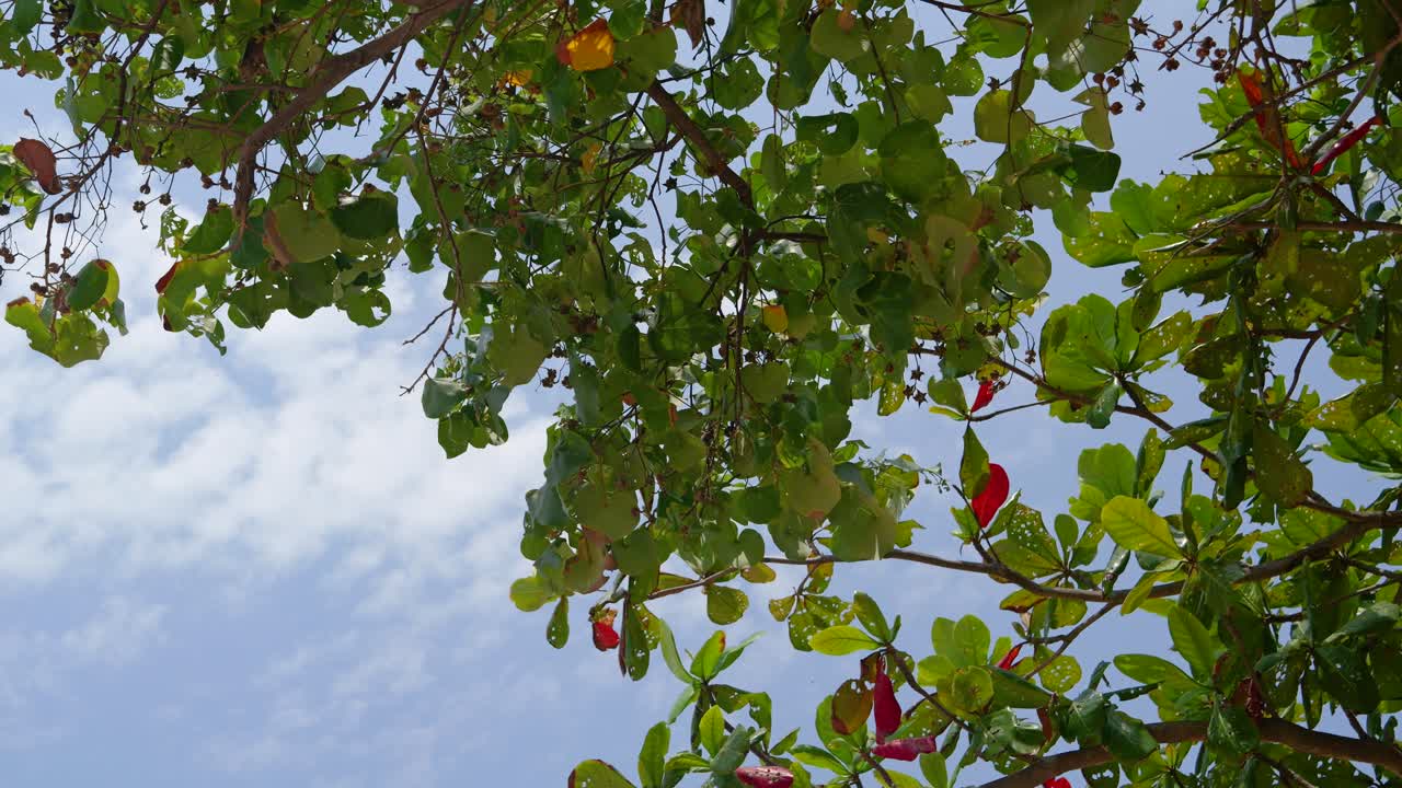 vista minimalista mirando hacia el árbol verde contra el cielo nublado azul en cámara lenta