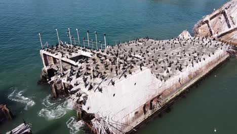 colony of california cormorant birds sitting on sunken concrete ship ss palo alto