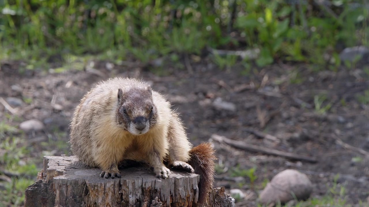 Primo piano di una marmotta dal ventre giallo che si gratta mentre è seduta su un ceppo d'albero.