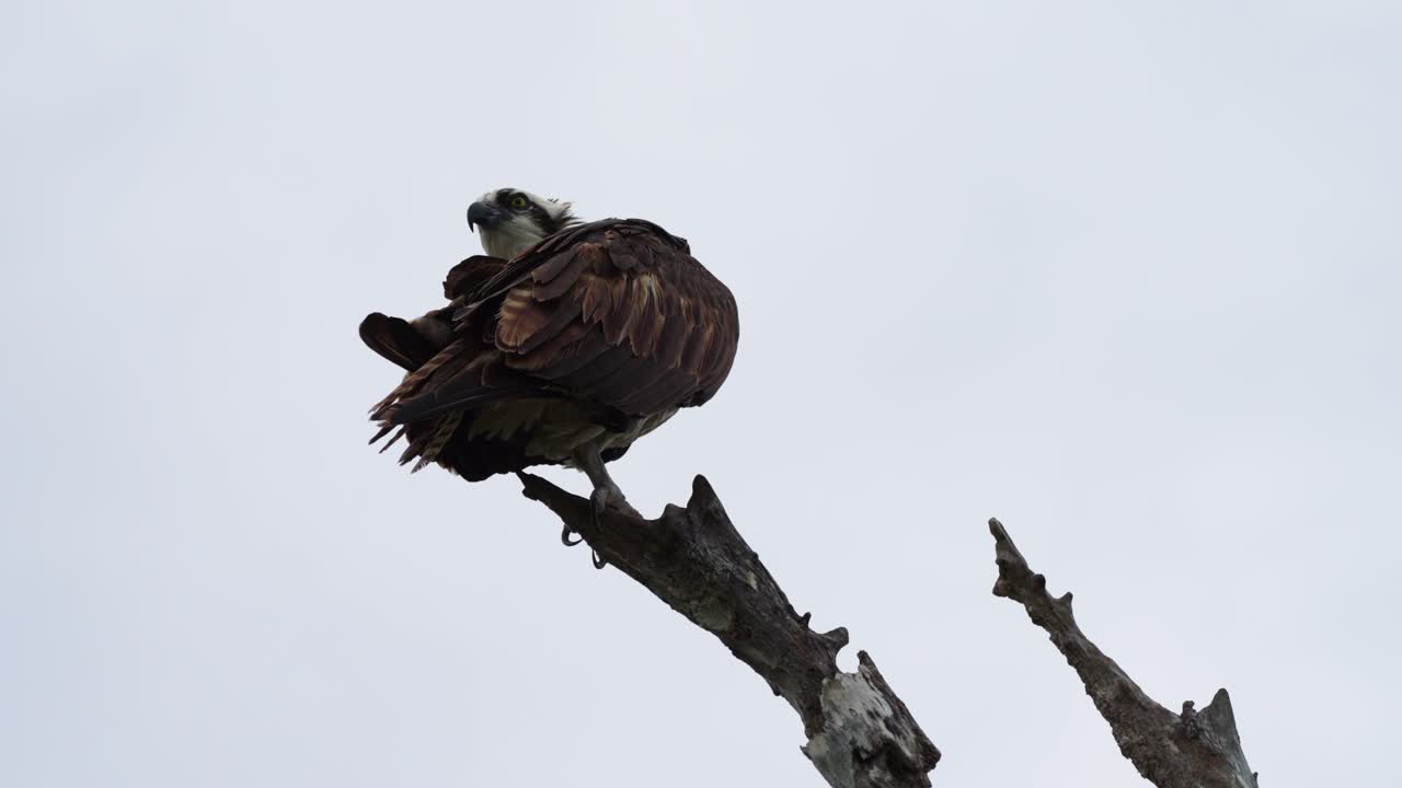 Osprey perched on tree in Florida Everglades glancing to side with wings slightly lifted adjusting stance