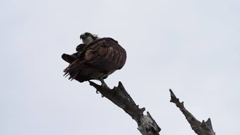 osprey perched on tree in florida everglades glancing to side with wings slightly lifted adjusting stance