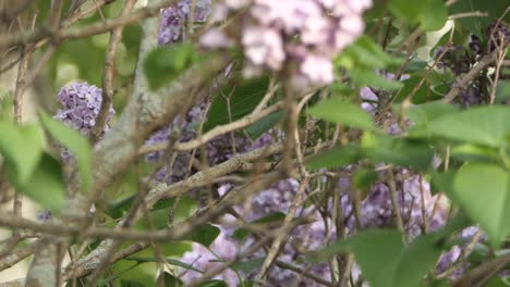 Close-static-view-of-indigo-bunting-bird-flying-away-from-lilac-tree