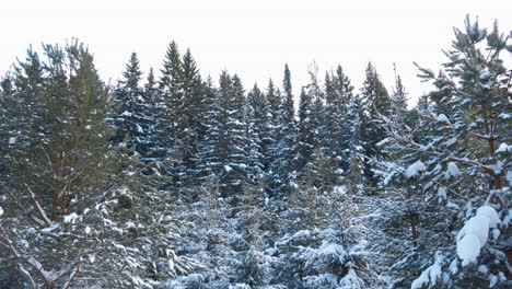 snowy pine forest