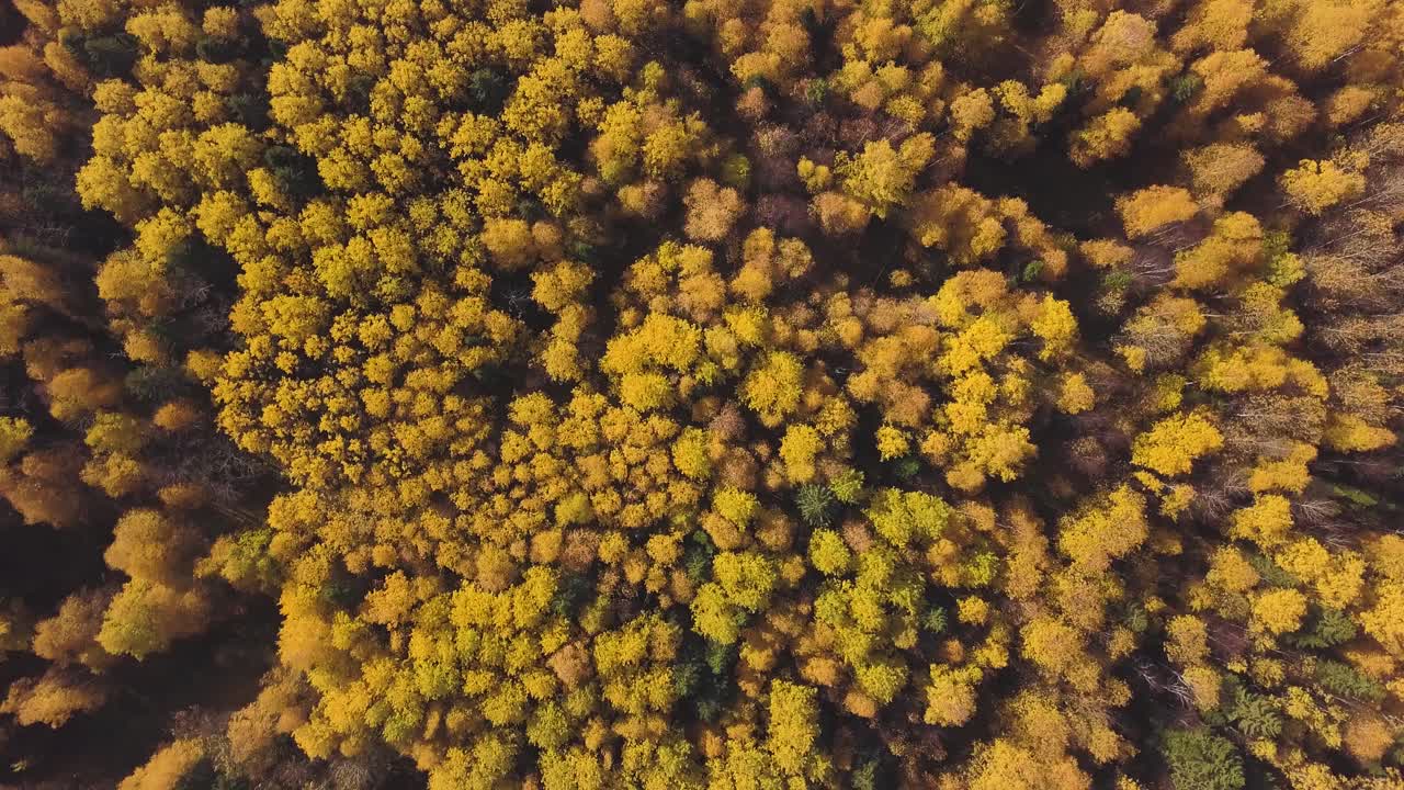 위에서 가을 숲