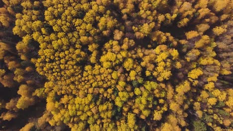 autumn forest from above