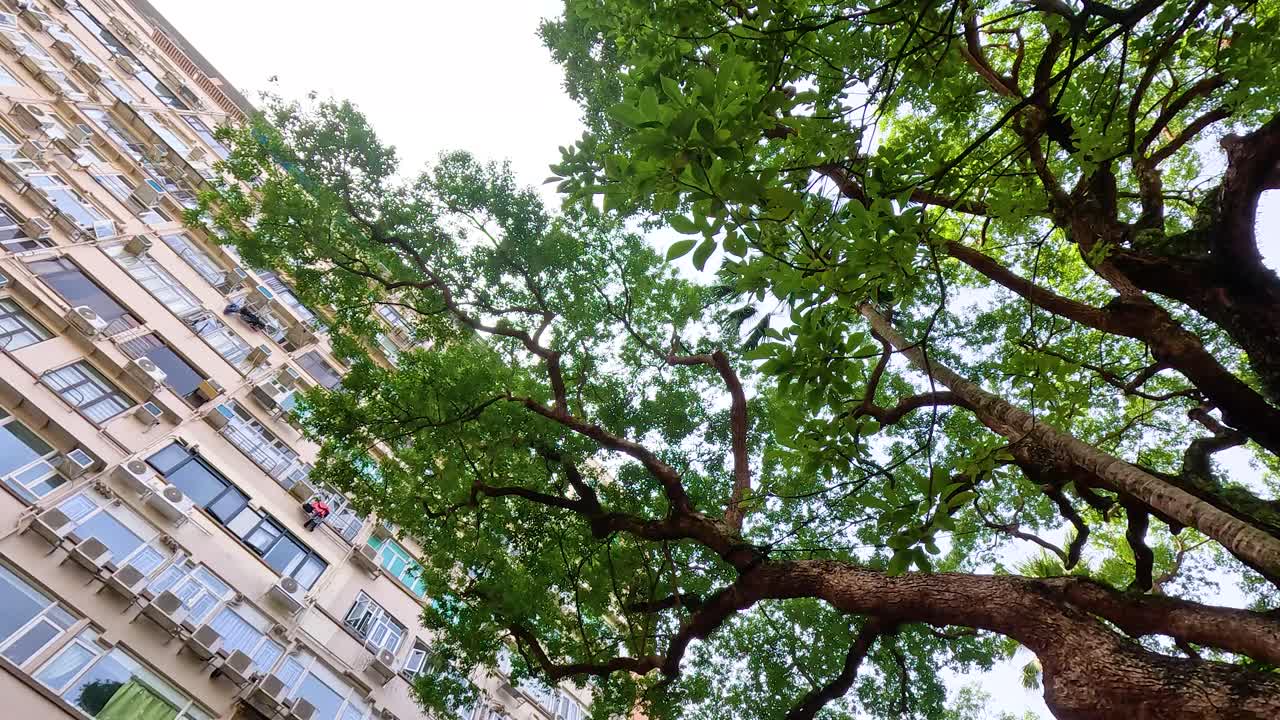 Tree branches against a city building backdrop