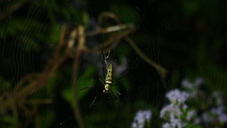 Riesige-Holzspinne,-Nephila,-Kaeng-Krachan-Nationalpark,-Thailand