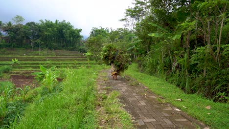 Asiatische-Bäuerin,-Die-Geerntetes-Gras-Trägt,-Um-Vieh-Zu-Füttern