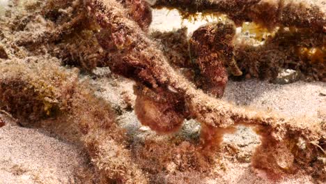 caballo de mar en aguas poco profundas del arrecife de coral en el mar caribe alrededor de curaçao