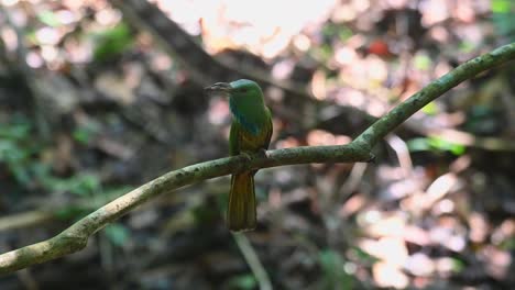 moviéndose y chirriando con la comida en la boca como se ve en una vid luego vuela hacia adelante para entregar en su nido, el apicultor de barba azul nyctyornis athertoni, tailandia