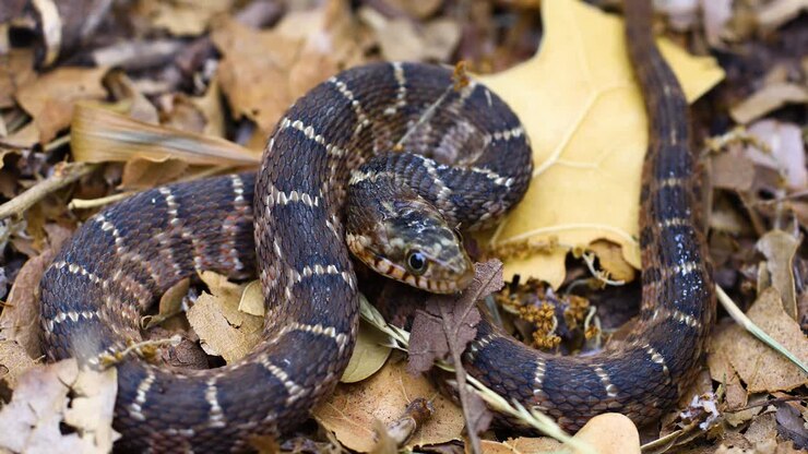 Statisk video af en ung Slettebuget vandsnog (Nerodia erythrogaster).