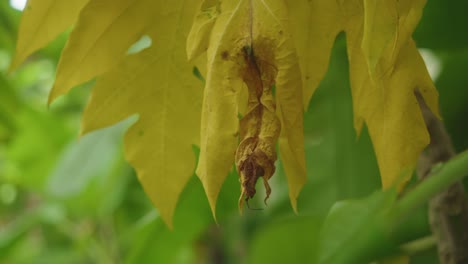 detailed close-up shows a yellow carica papaya leaf with a dried tip, surrounded by lush green foliage in a tropical garden setting in goa, india