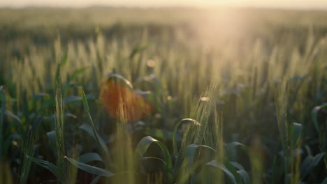 Primer-Plano-Del-Horario-De-Verano-Del-Campo-De-Trigo-Al-Atardecer-Suave.-Espiguillas-Verdes-En-La-Luz-Del-Sol