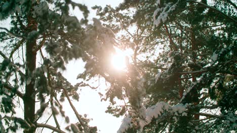 Close-up-view-of-snow-covered-pine-treebranches-in-winter