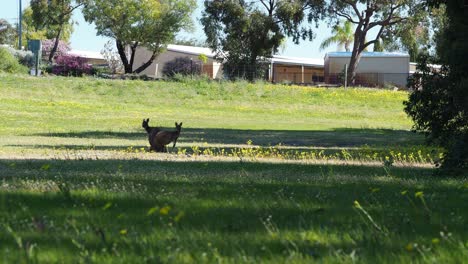 Kangaroos-in-urban-space