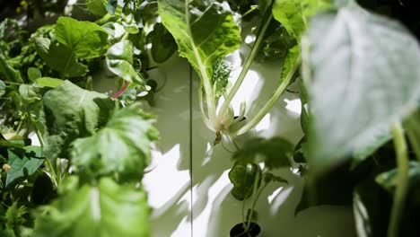 Plants-growing-in-an-artificial-greenhouse,-innovative-growing