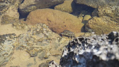 un cangrejo grande y mucho más pequeño caminando sobre piedras en una piscina de roca