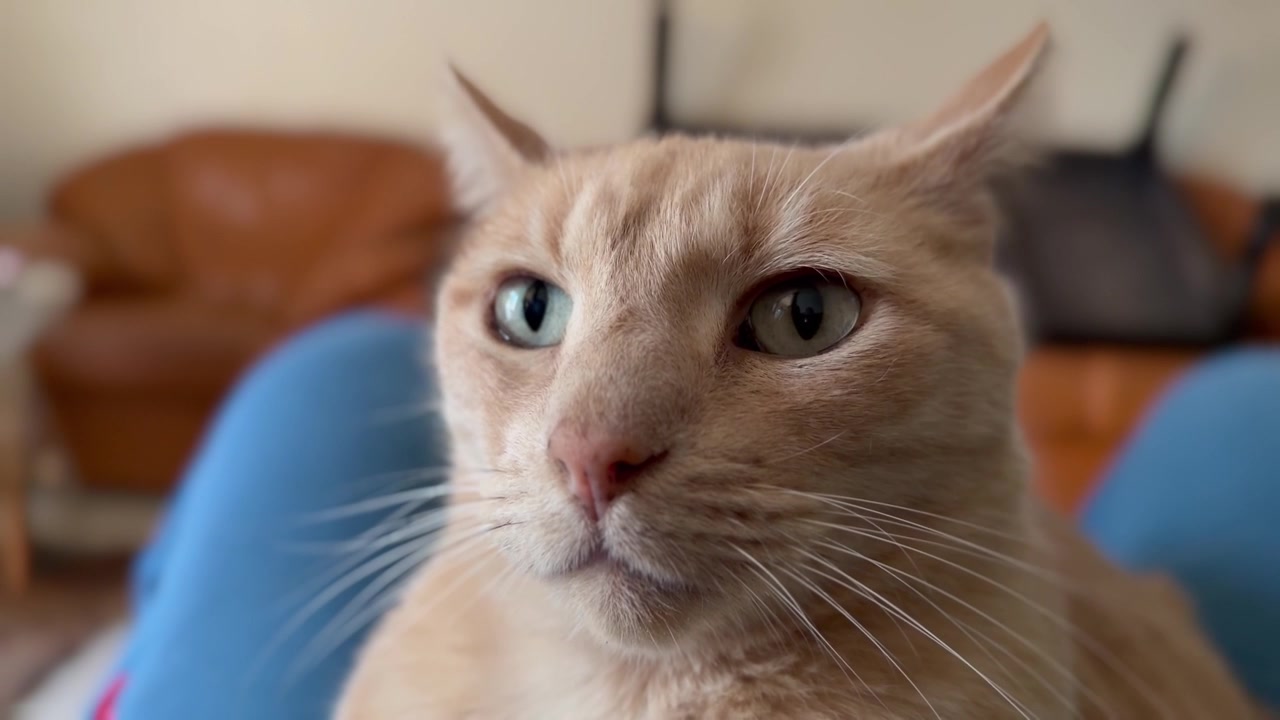 Un primo piano di un gatto soriano rosso in un'abitazione suburbana.