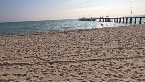 gabbiano che vola sulla spiaggia vicino al molo