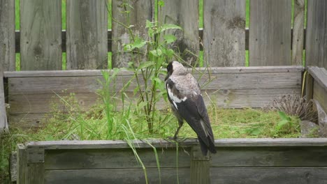 Australian-Magpie-Pecking-At-Plant-In-Flowerbed-Australia-Maffra-Gippsland-Victoria-Slow-Motion