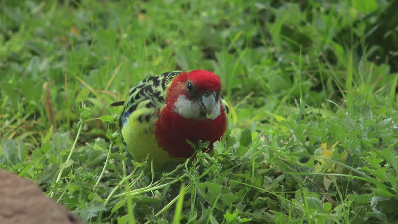 Eastern Rosella Bird Foraging Eating Weeds In Garden Australia, Victoria, Gippsland, Maffra