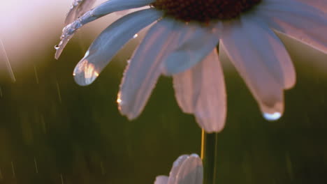 daisy in the rain at sunset