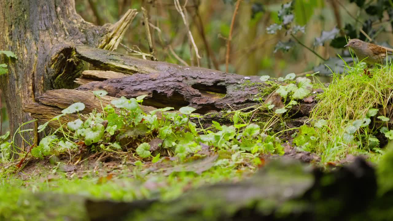 Un piccolo arvicola rossastra esplora cautamente un terreno boschivo muschioso, muovendo il naso e spostandosi lentamente