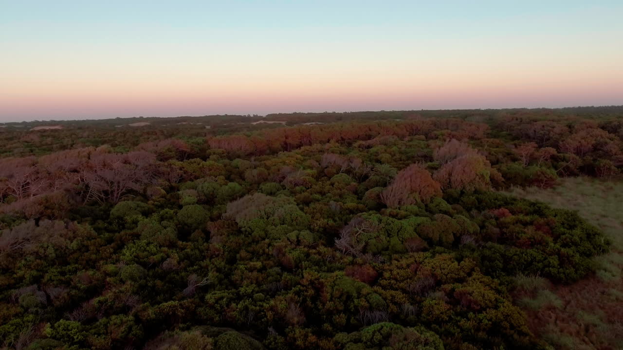 aéreo - puesta de sol en los bosques alrededor del lago salado mar chiquita, córdoba, argentina, adelante