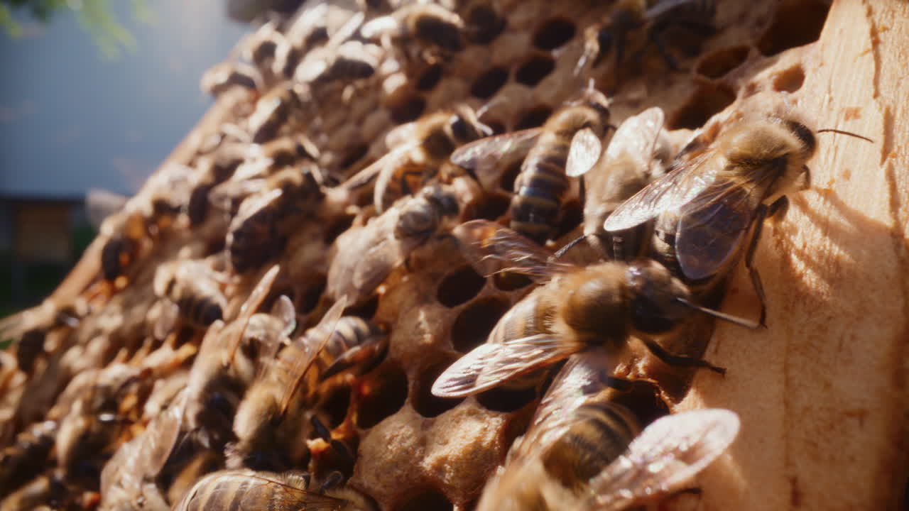 Bees working actively while producing honey on a honeycomb in the hive.