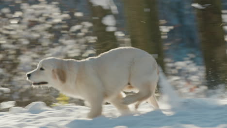 a golden retriever puppy runs through a snowy park. slow motion video