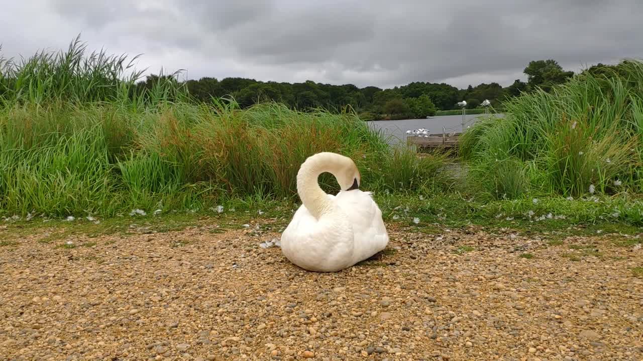ричмонд-парк в пасмурный день