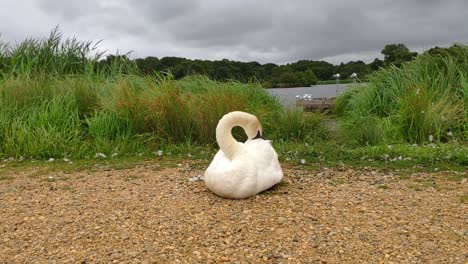 richmond park on a cloudy day